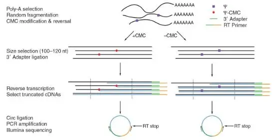 假尿苷（Ψ）修飾研究：Ψ-seq、BID-seq、BACS與納米孔技術(shù)的全面對(duì)比