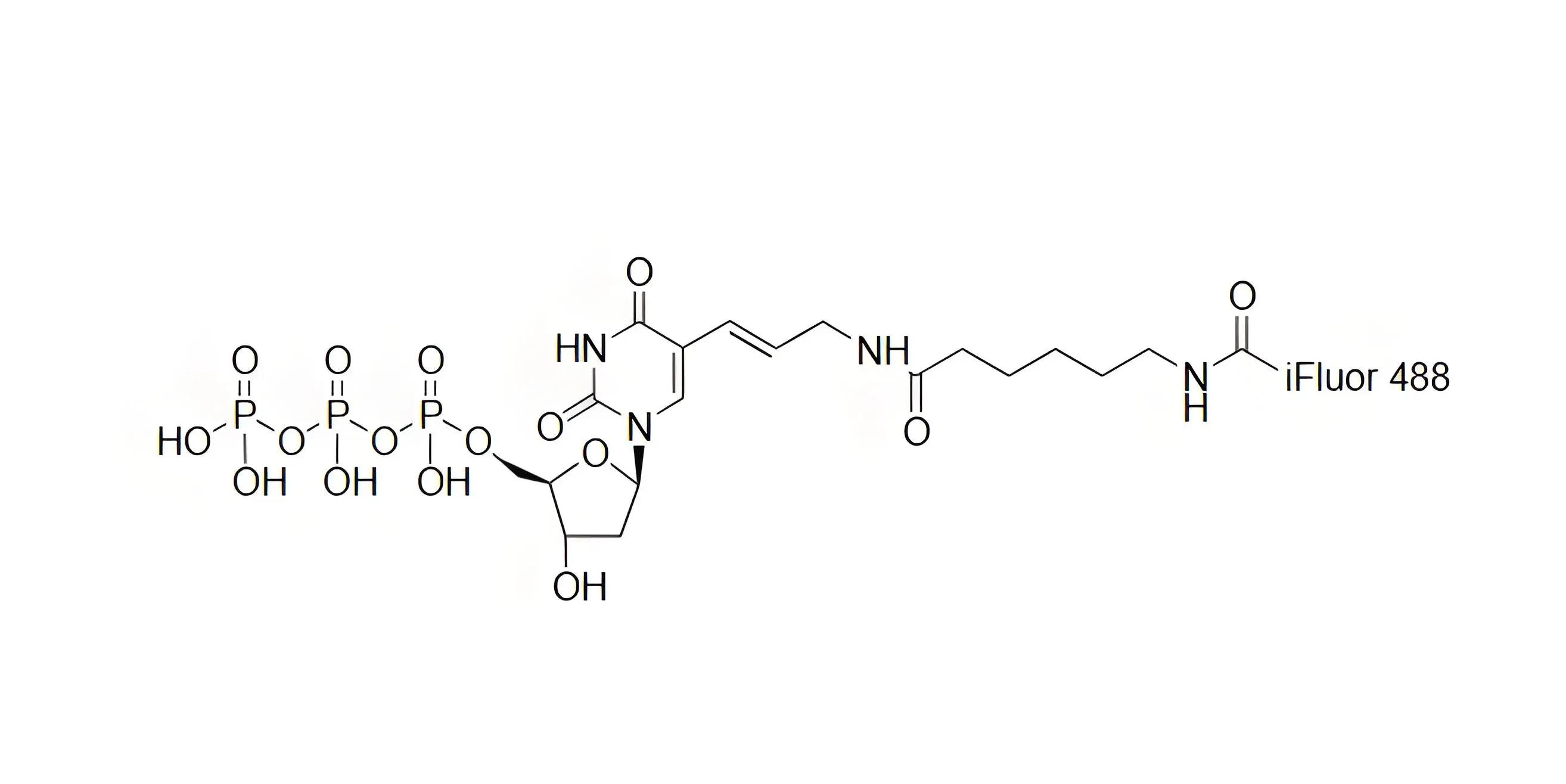 iFluor488-dUTP，iFluor488-脫氧尿苷三磷酸在dsDNA標(biāo)記中的應(yīng)用
